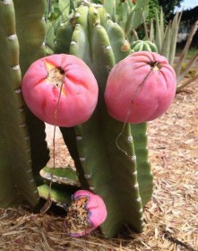 Édes sövénykaktusz - Különleges gyümölcstermők az Egzotikus Növények Stúdiója kínálatából